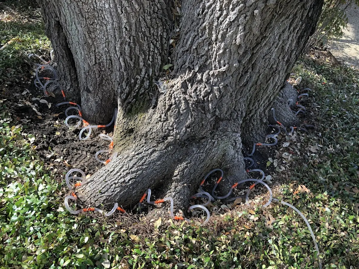 Detailed Tree Cabling and Bracing job site in Graff